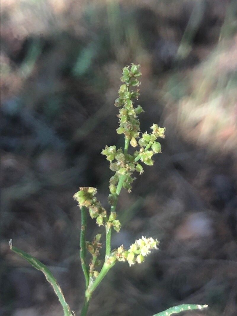 Rumex thyrsiflorus flower