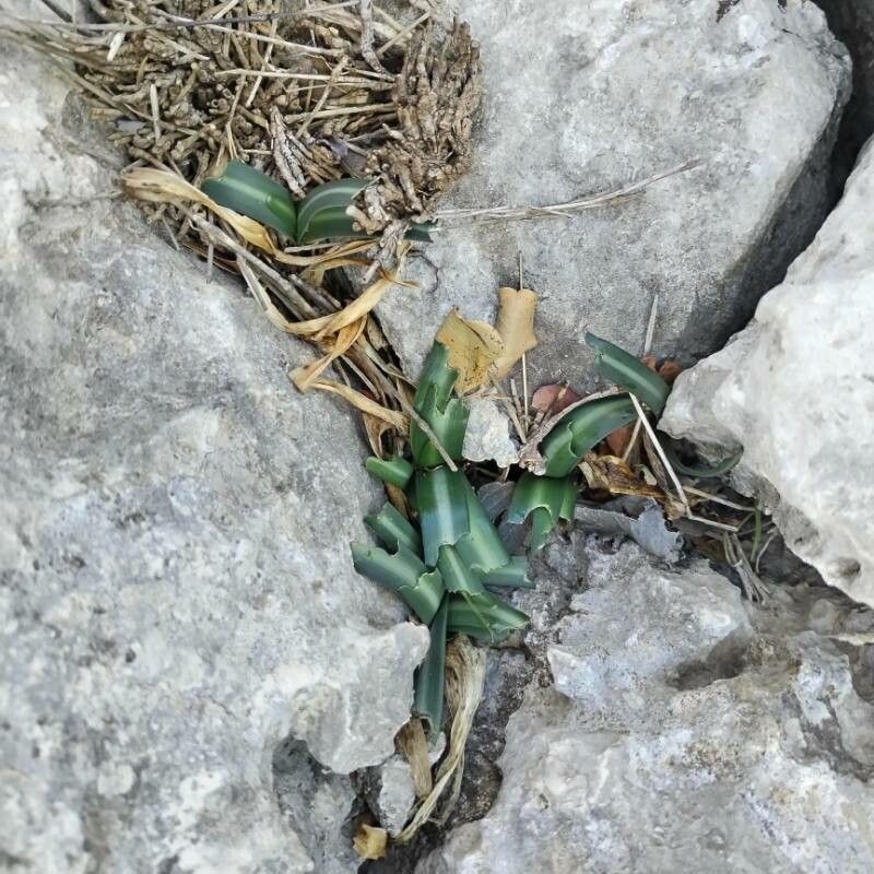 Vagaria parviflora — search result for 'Pancratium'