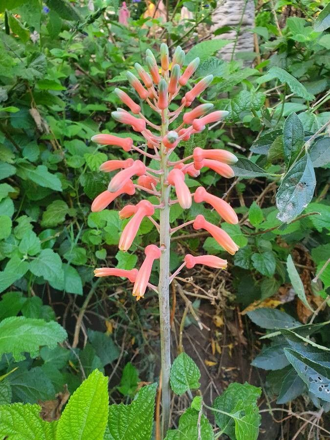 Aloe amudatensis flower