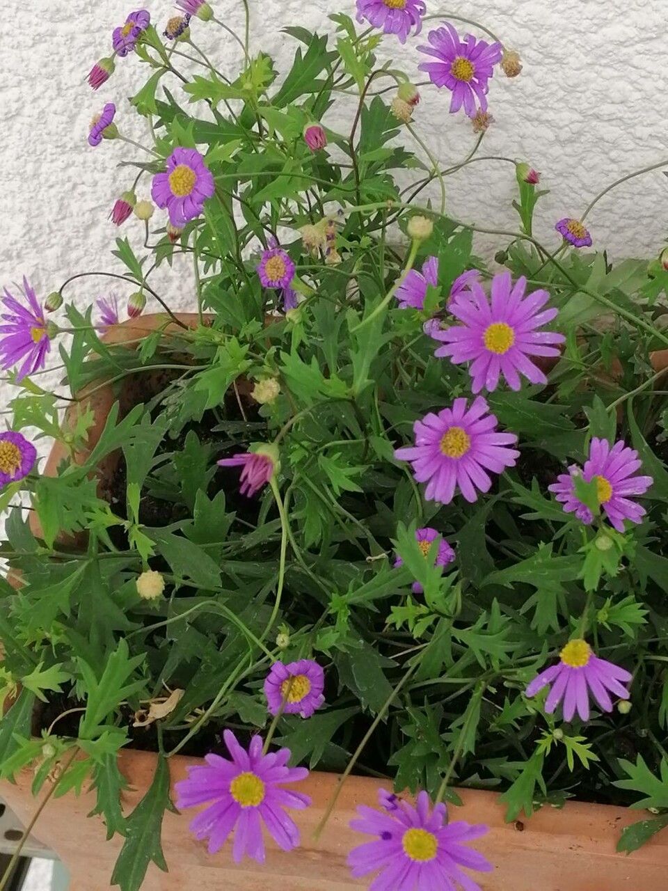 Pericallis tussilaginis habit