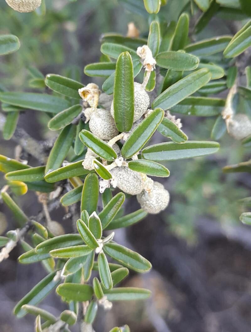 Morisonia atamisquea leaf