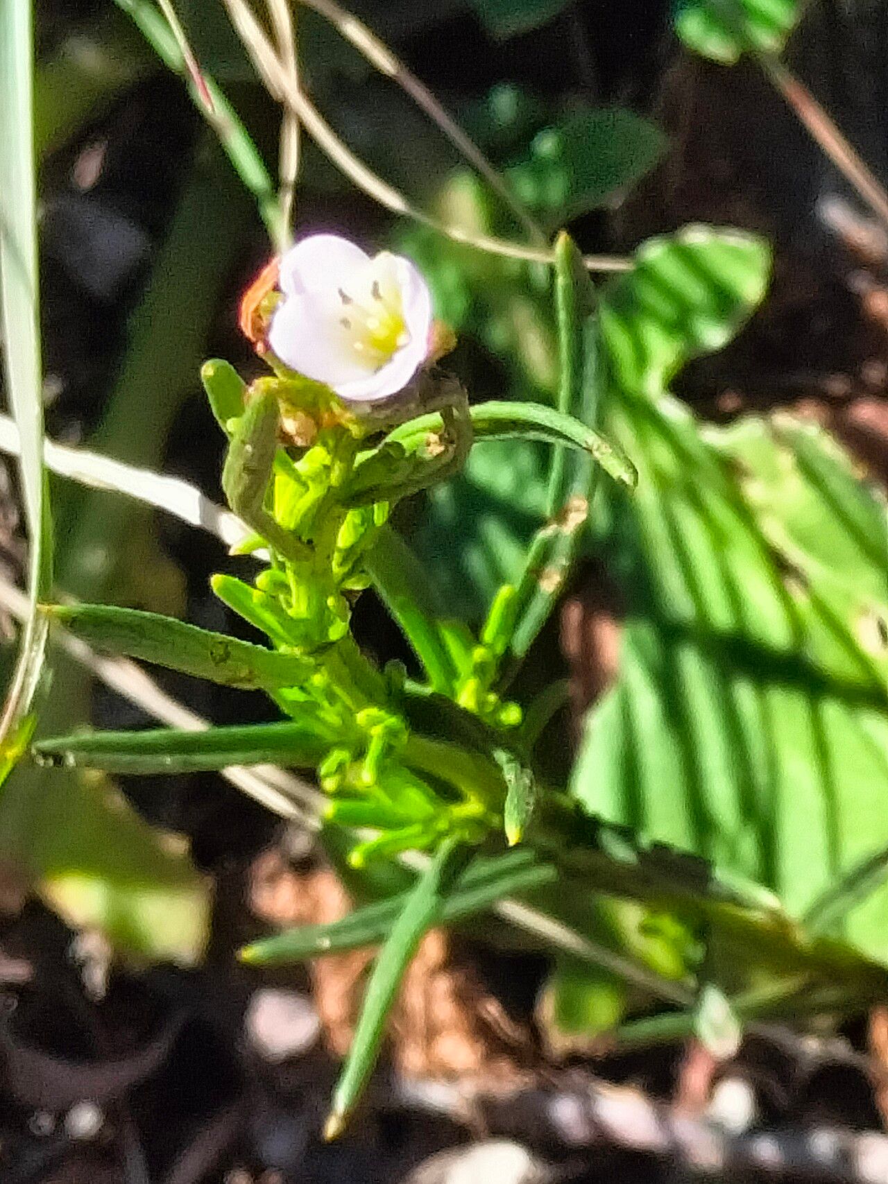 Heliophila scoparia leaf