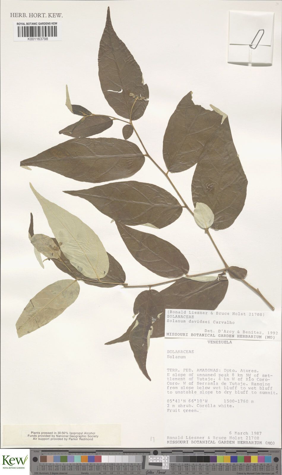 Solanum davidsei — houseplant care guide