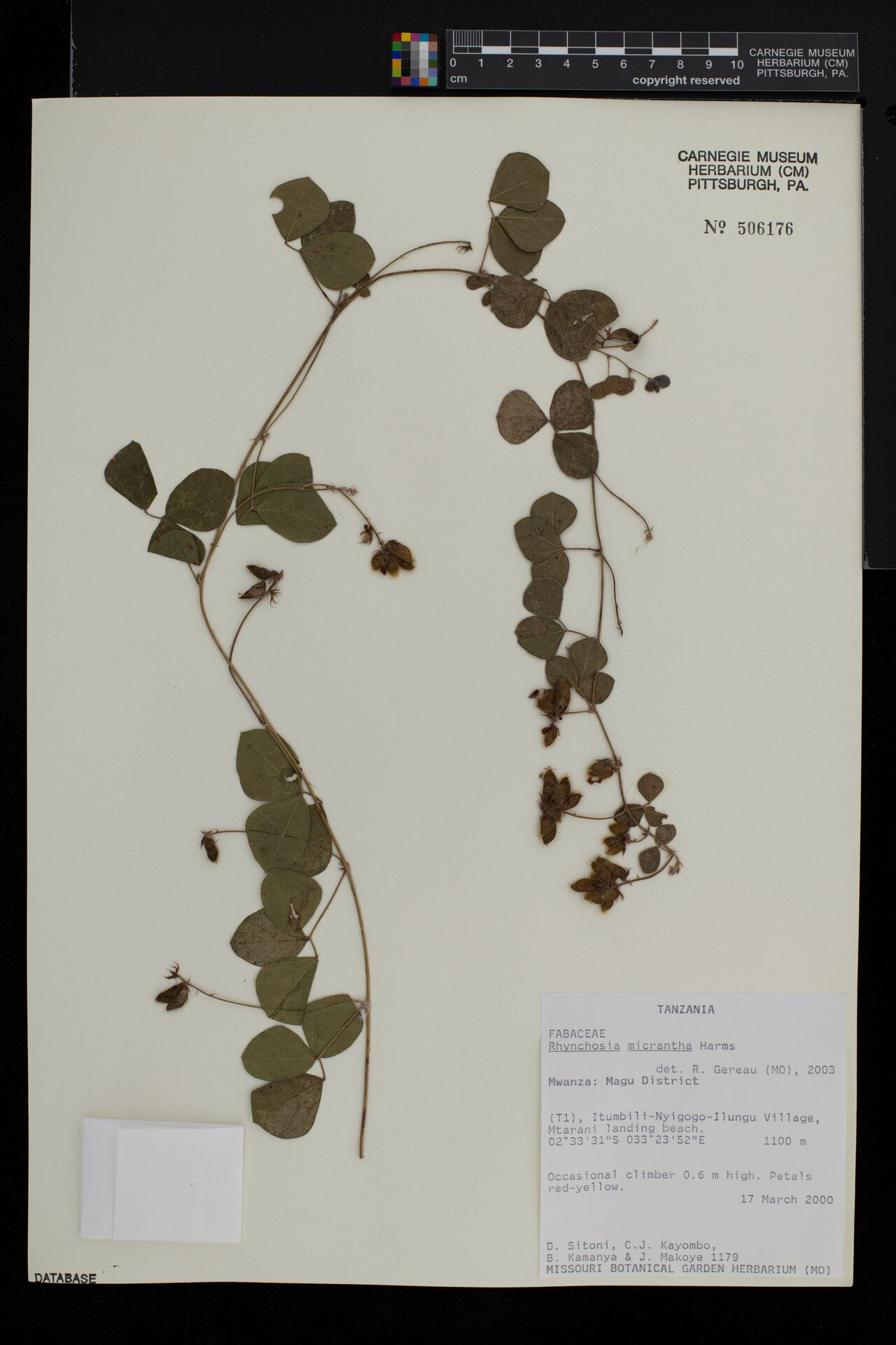 Rhynchosia micrantha — houseplant care guide