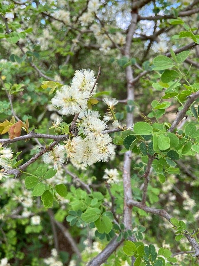 Acacia mellifera flower