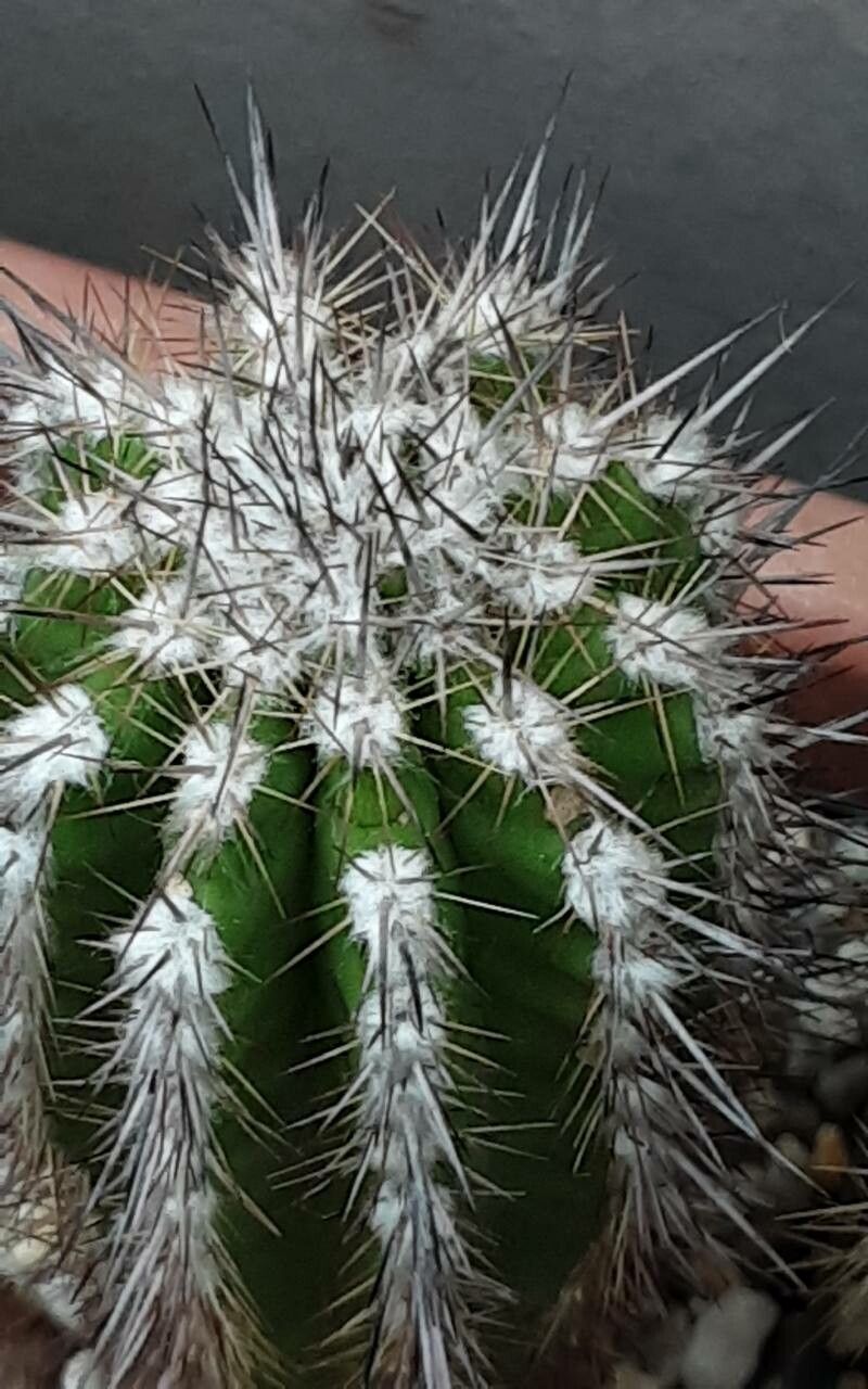 Eulychnia ritteri other