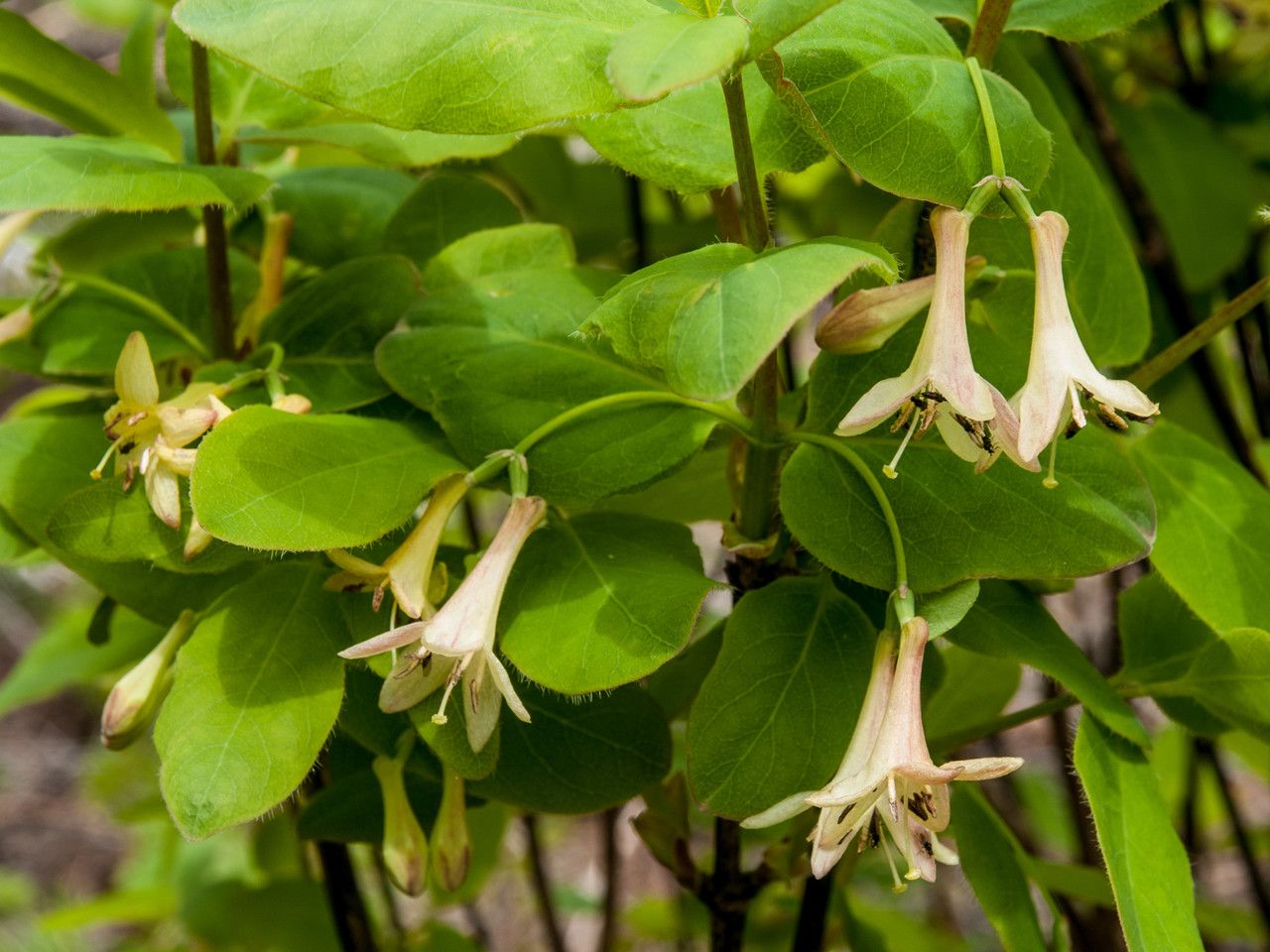 Lonicera utahensis flower