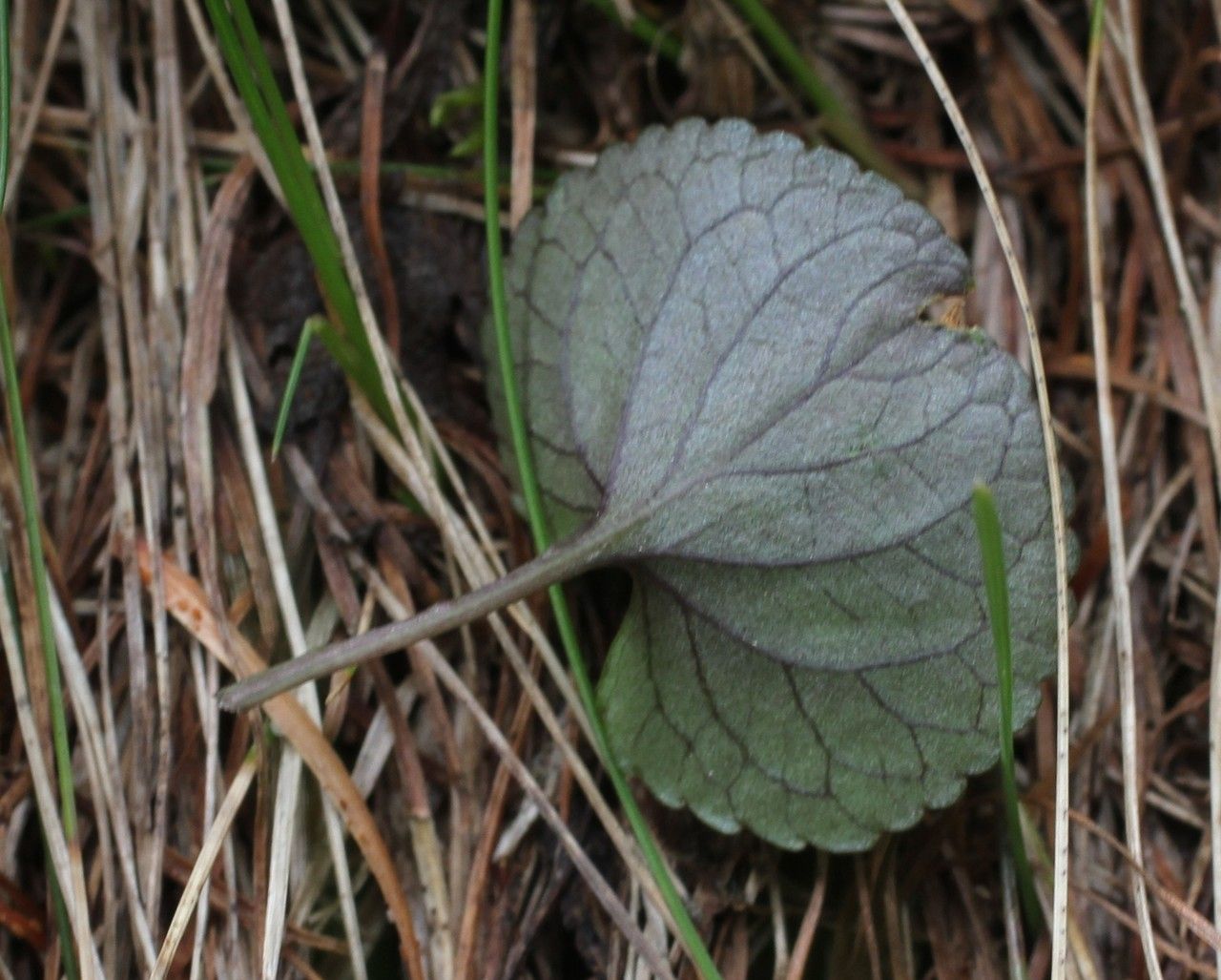 Viola laricicola — search result for 'Viola'