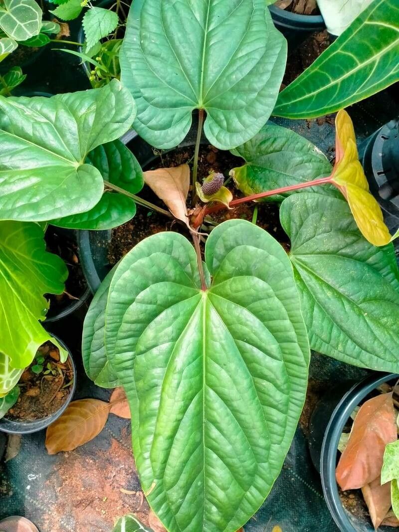 Anthurium radicans leaf