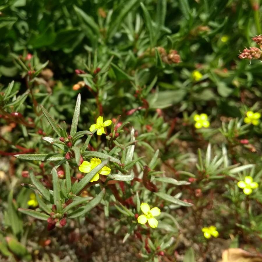 Camissonia contorta flower