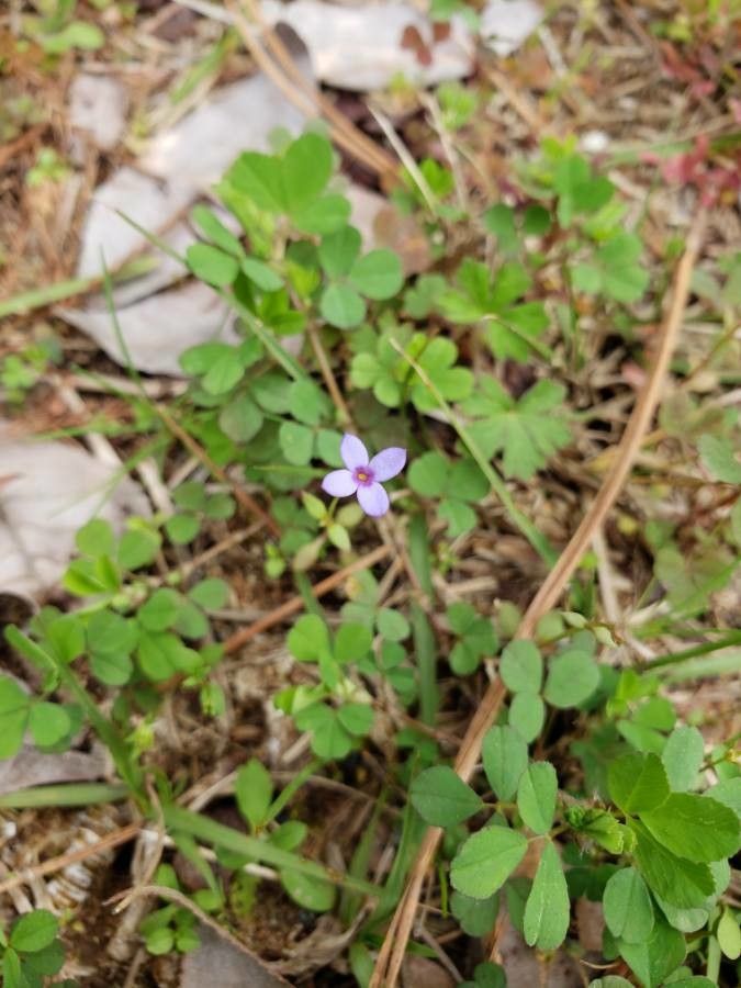 Houstonia micrantha flower