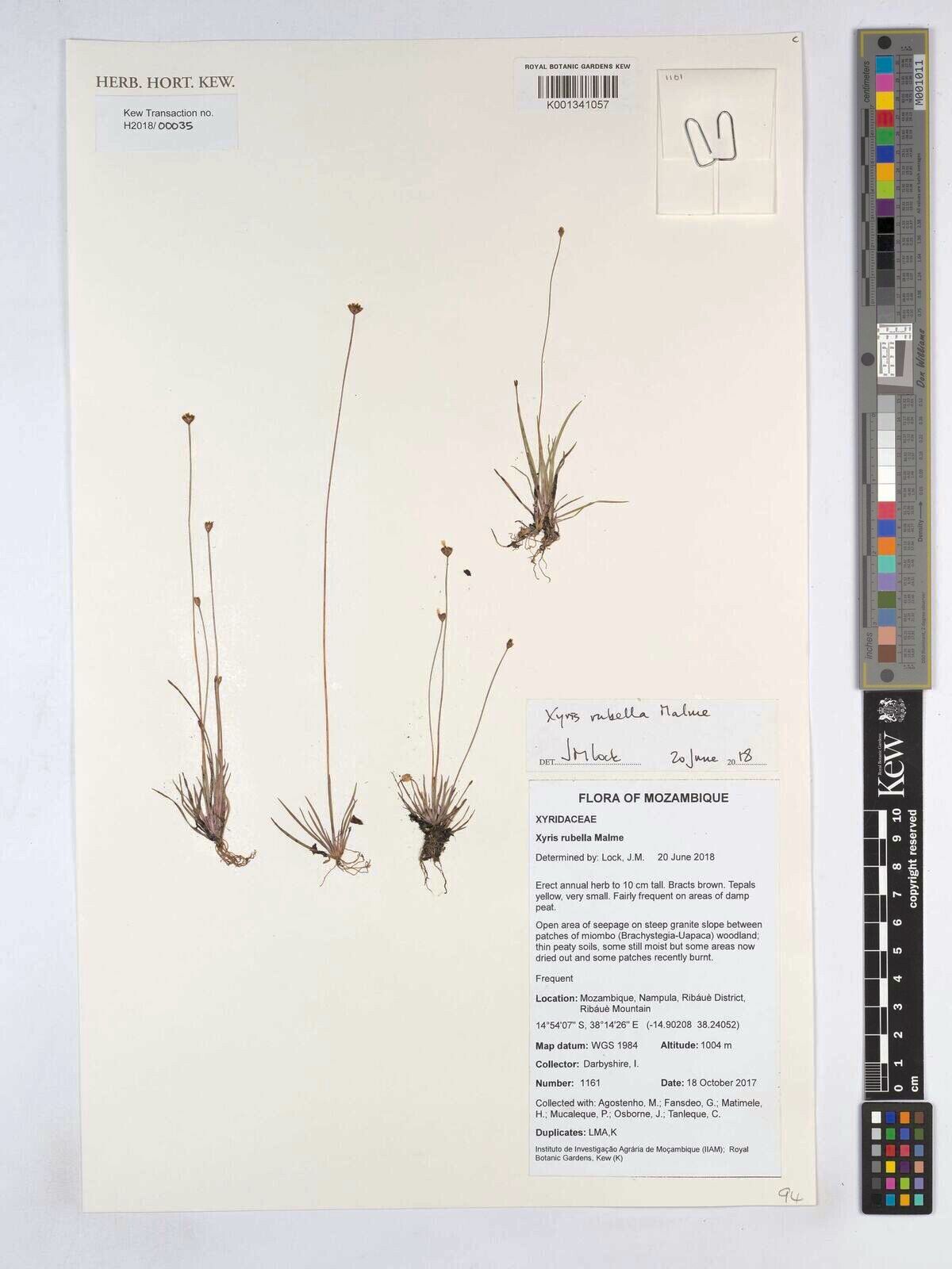 Xyris rubella — search result for 'Xyris'