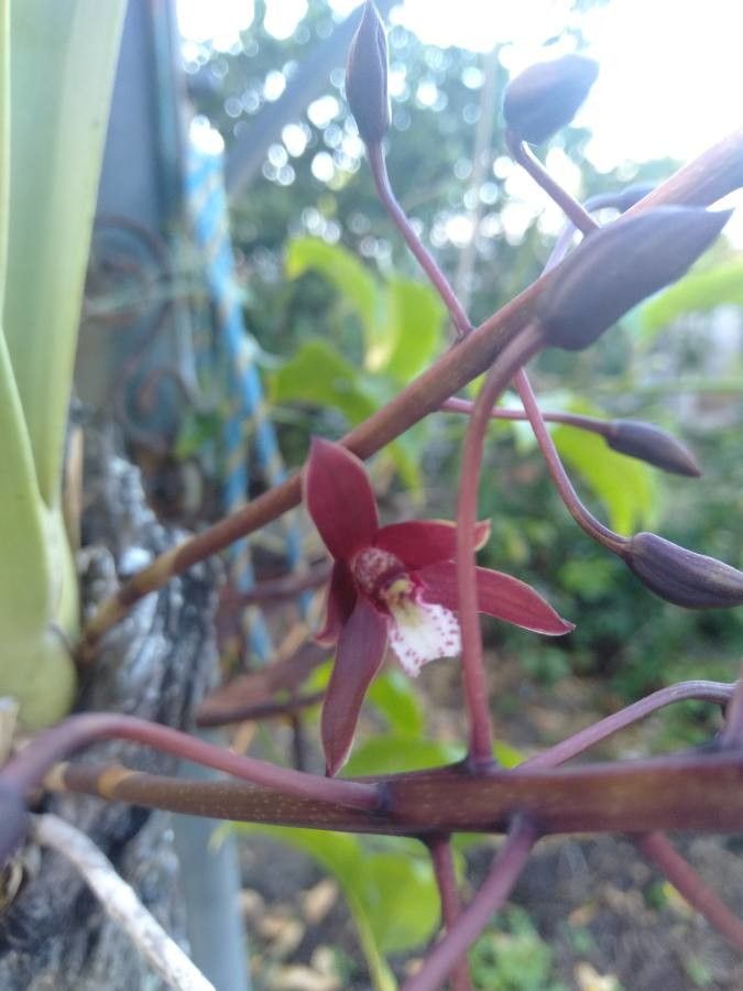 Cymbidium canaliculatum flower