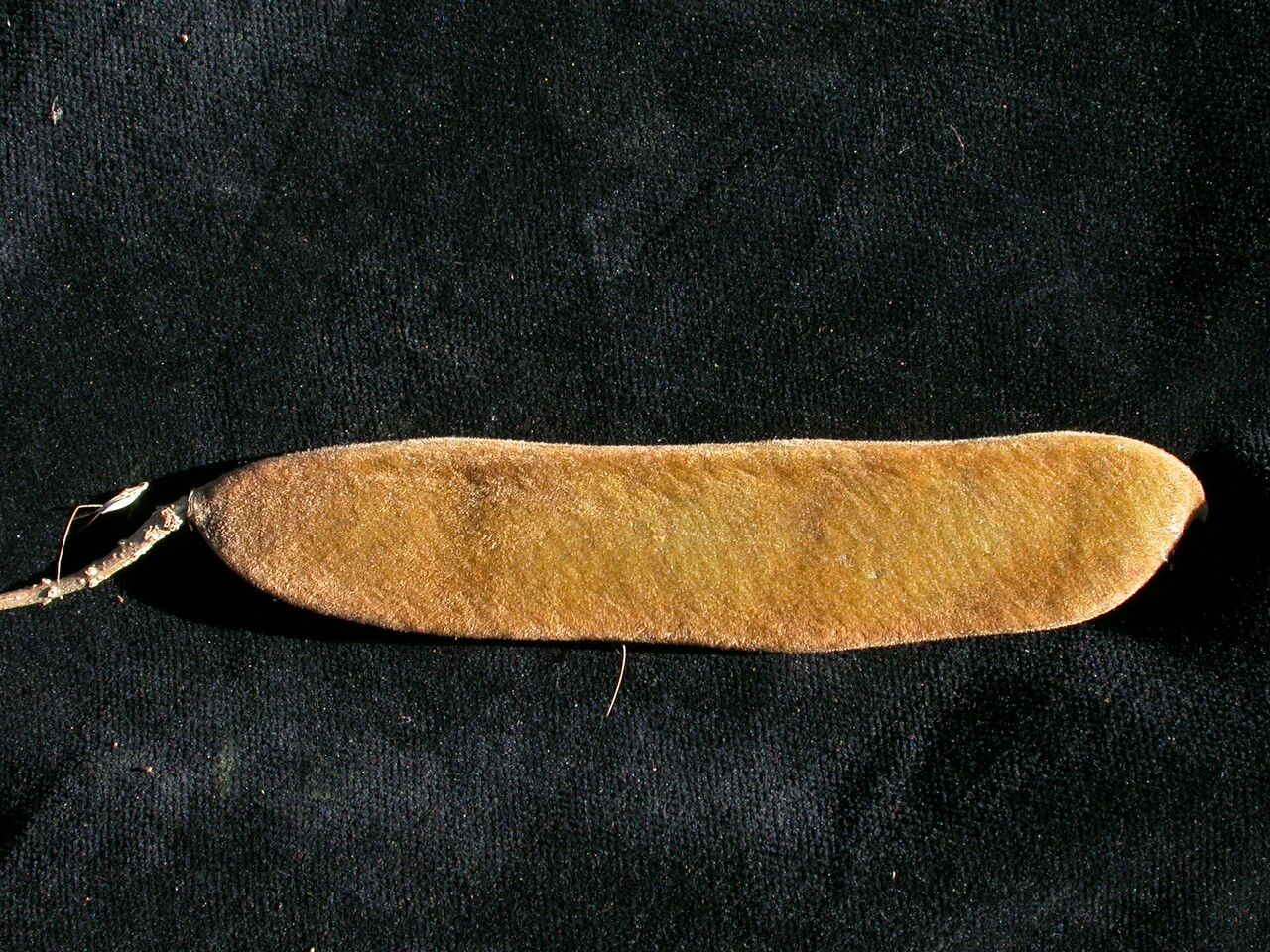 Millettia extensa — houseplant care guide