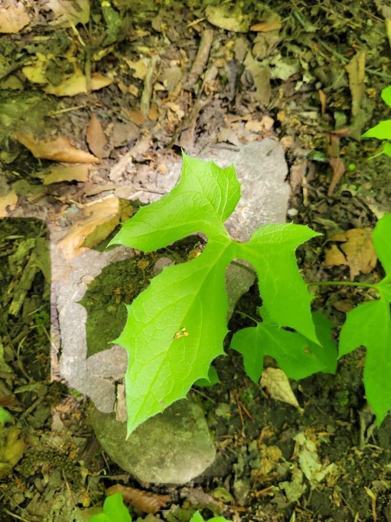Prenanthes alba — related species from the same genus