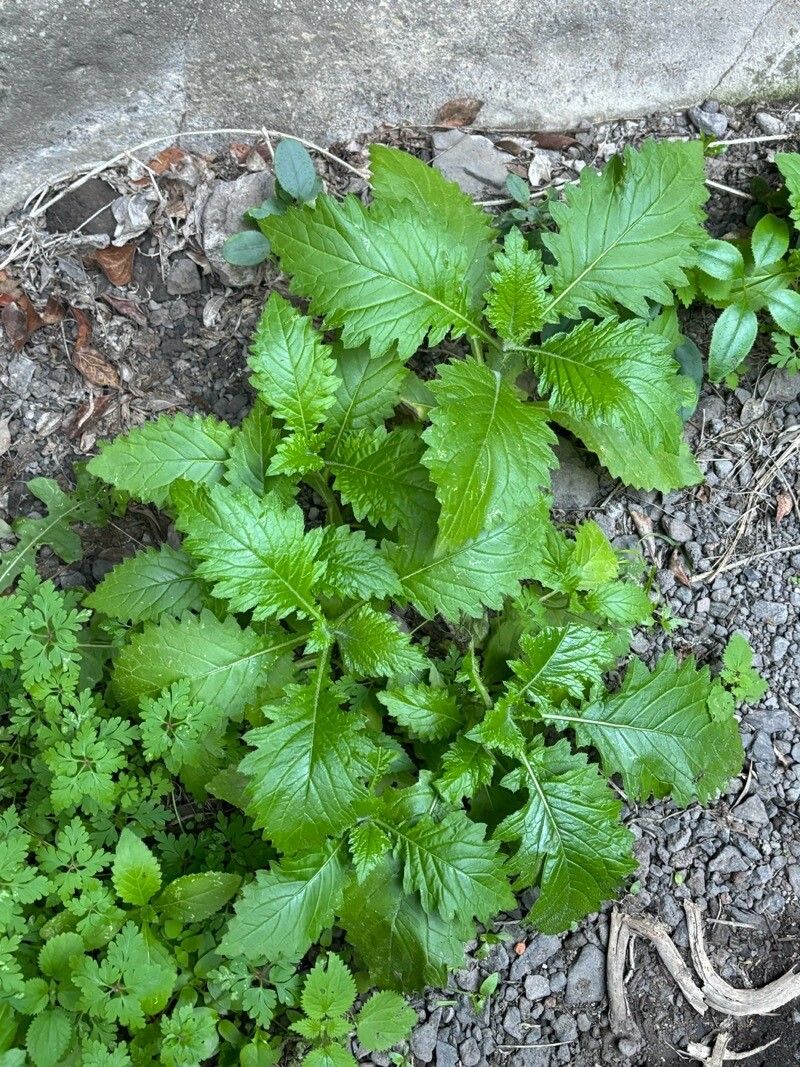 Urtica stachyoides — search result for 'Urtica'