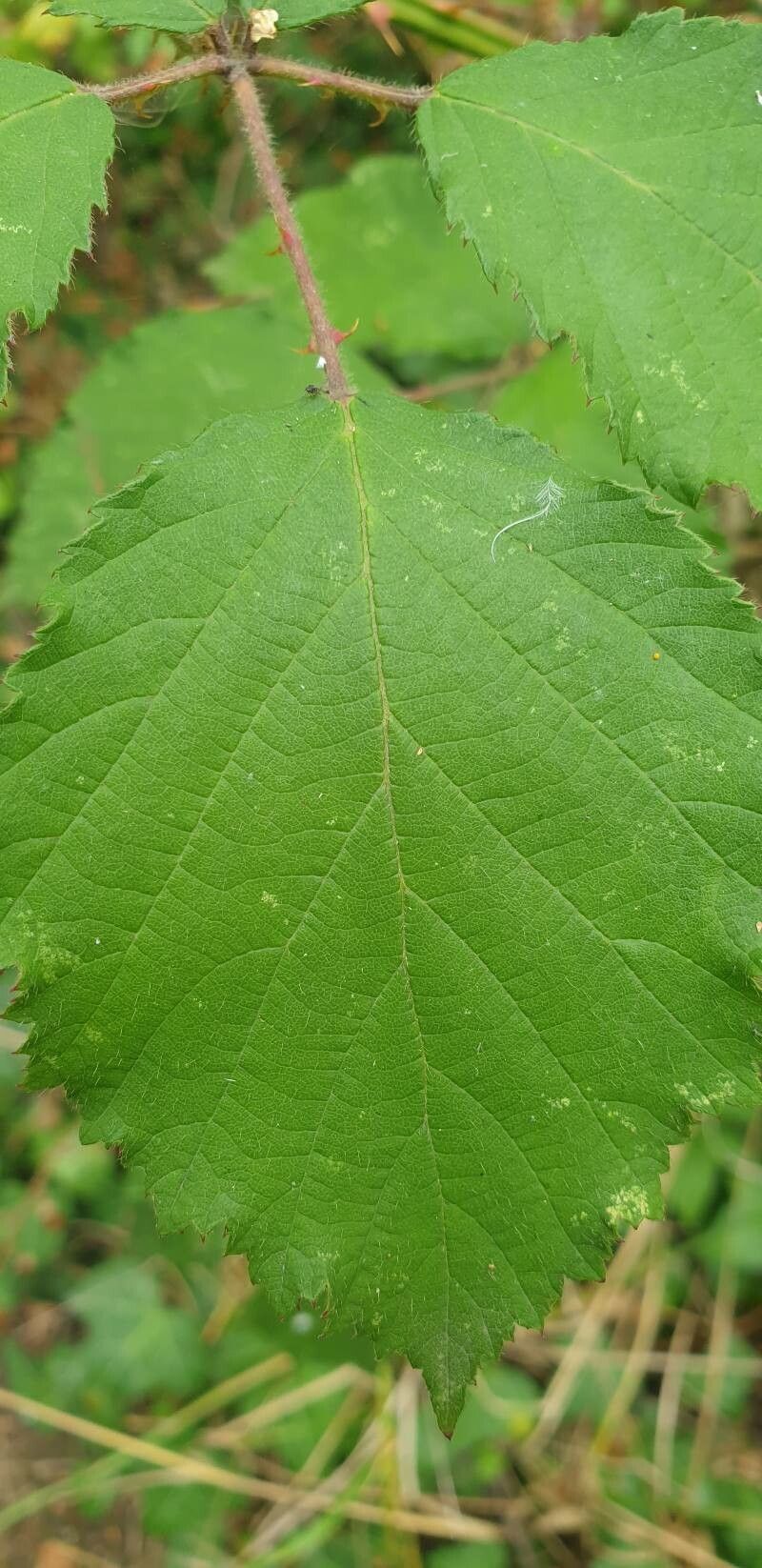 Rubus boraeanus leaf