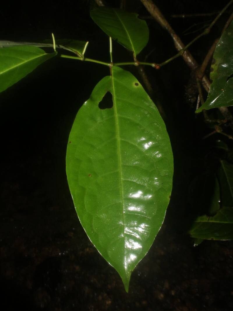 Piper corozalanum — houseplant care guide