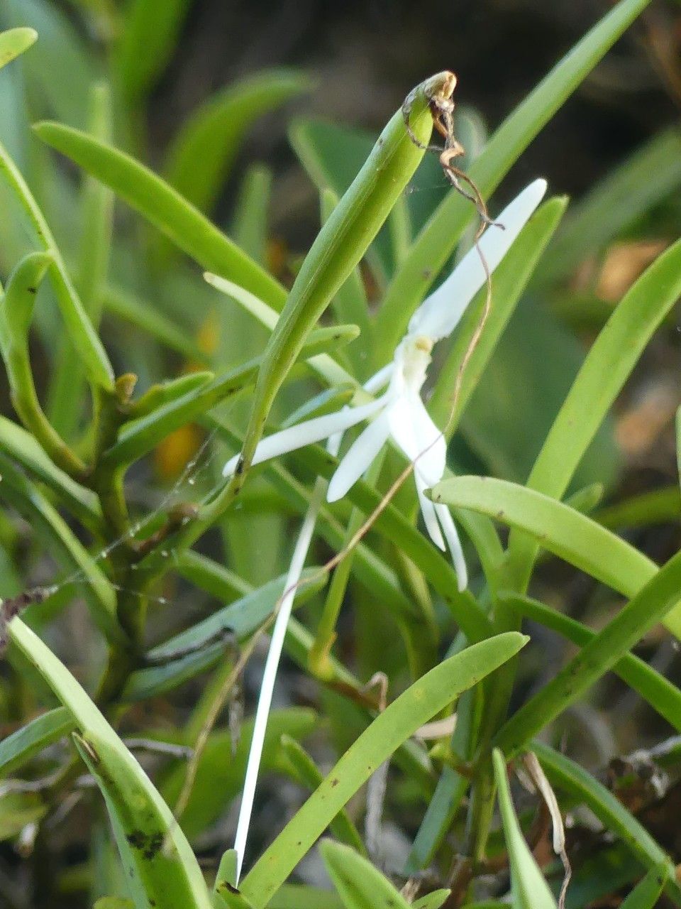 Jumellea comorensis flower