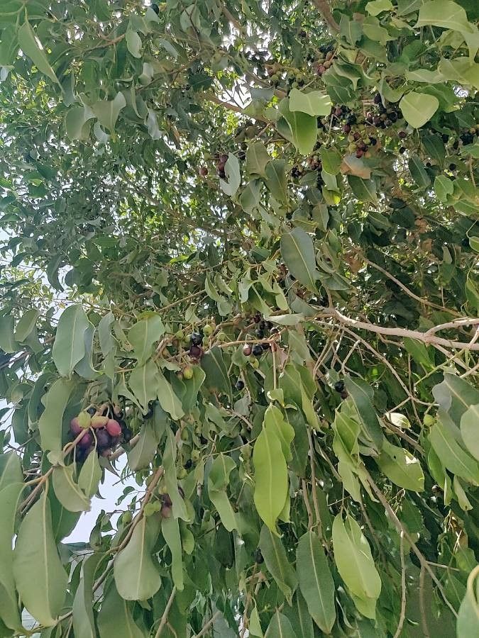 Eugenia jambosoides leaf