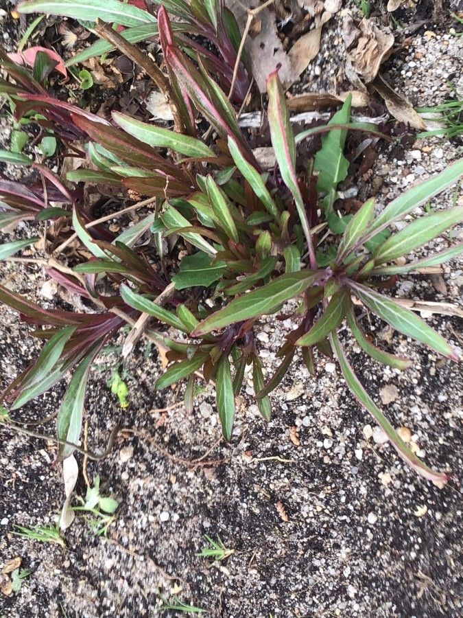 Oenothera missouriensis — search result for 'Oenothera'