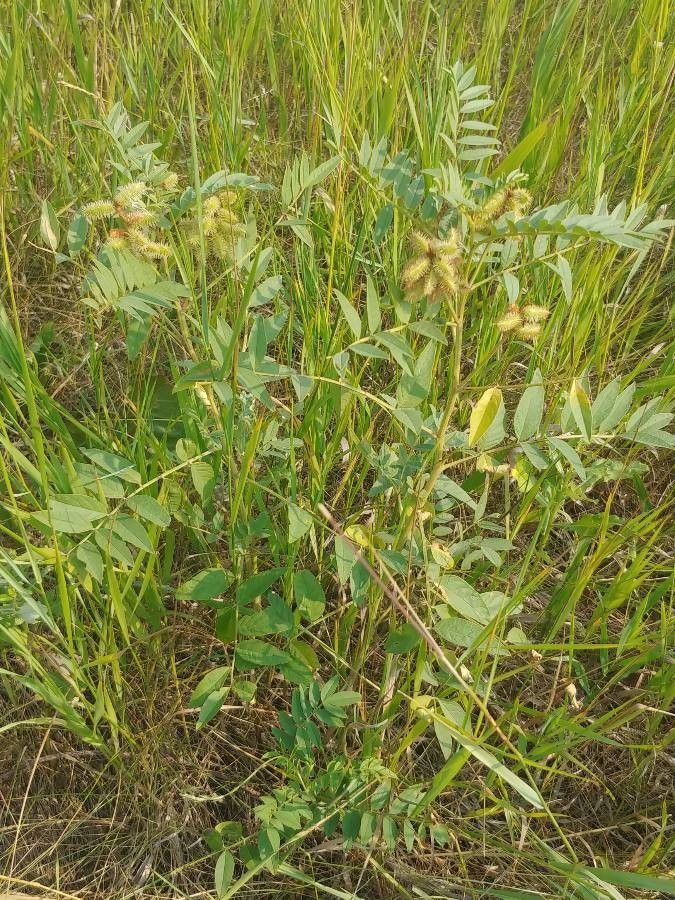 Glycyrrhiza lepidota flower
