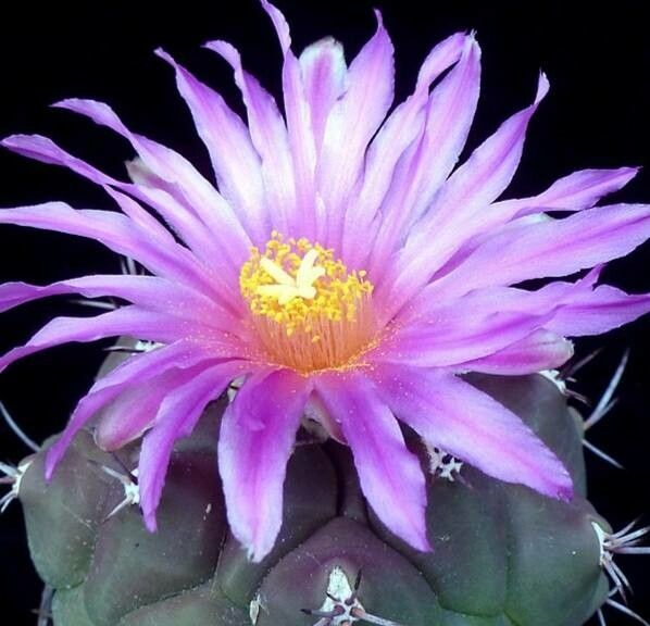 Thelocactus buekii — related species from the same genus