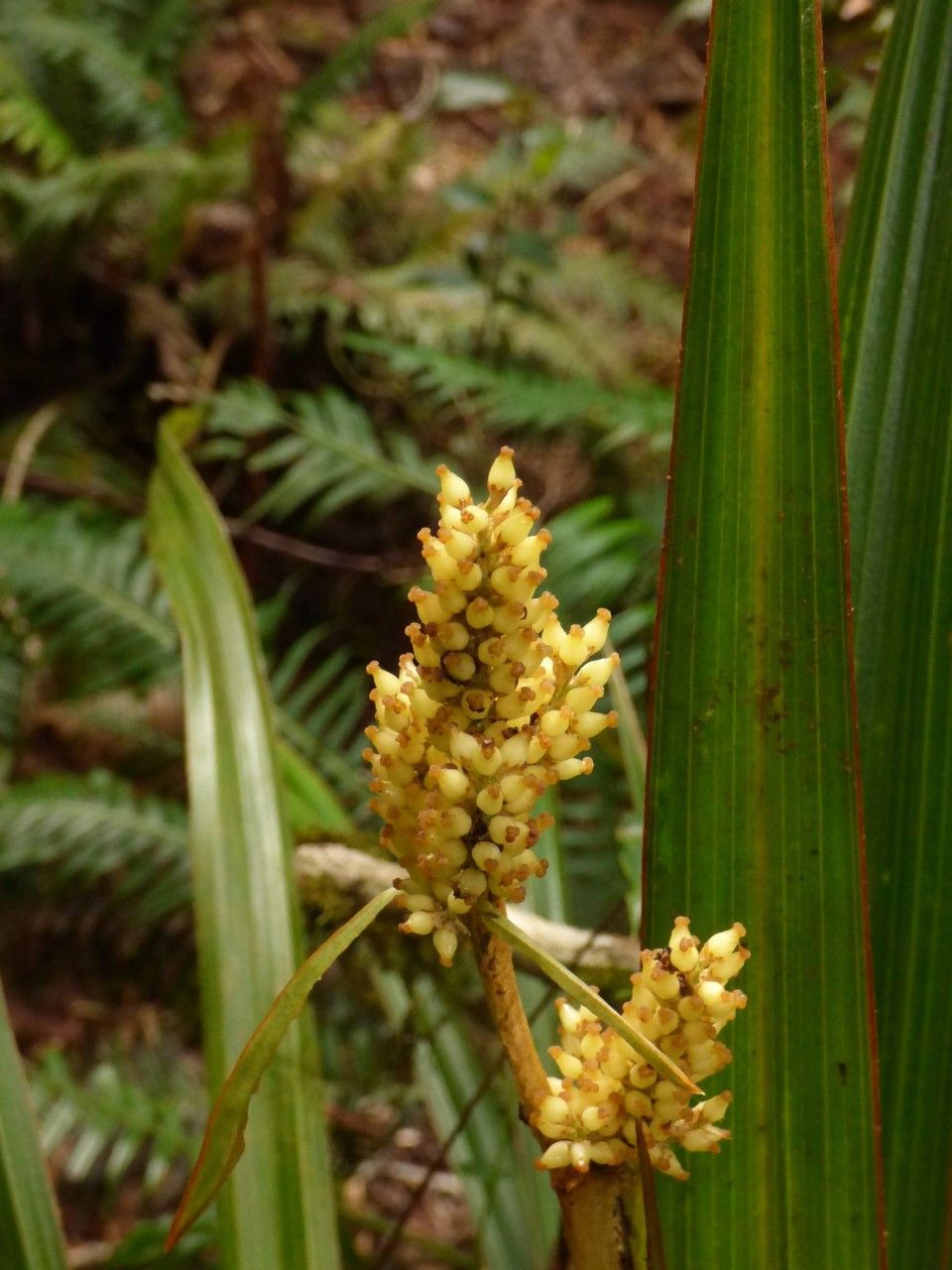 Astelia hemichrysa fruit
