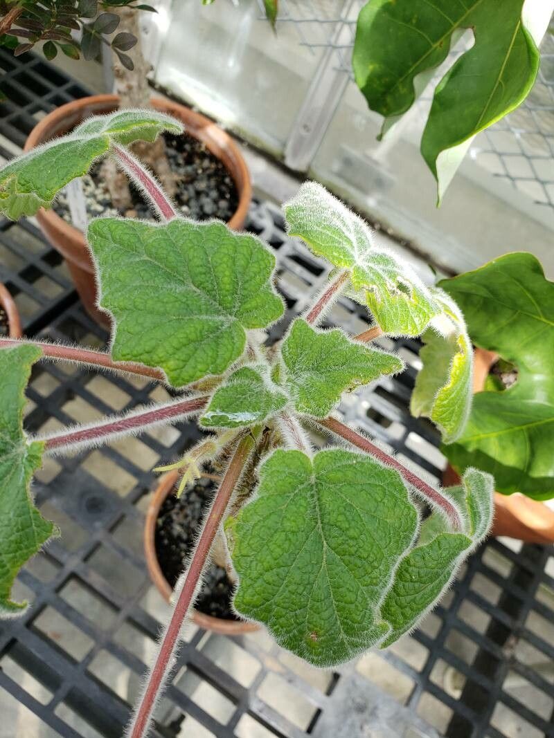 Uncarina roeoesliana — houseplant care guide