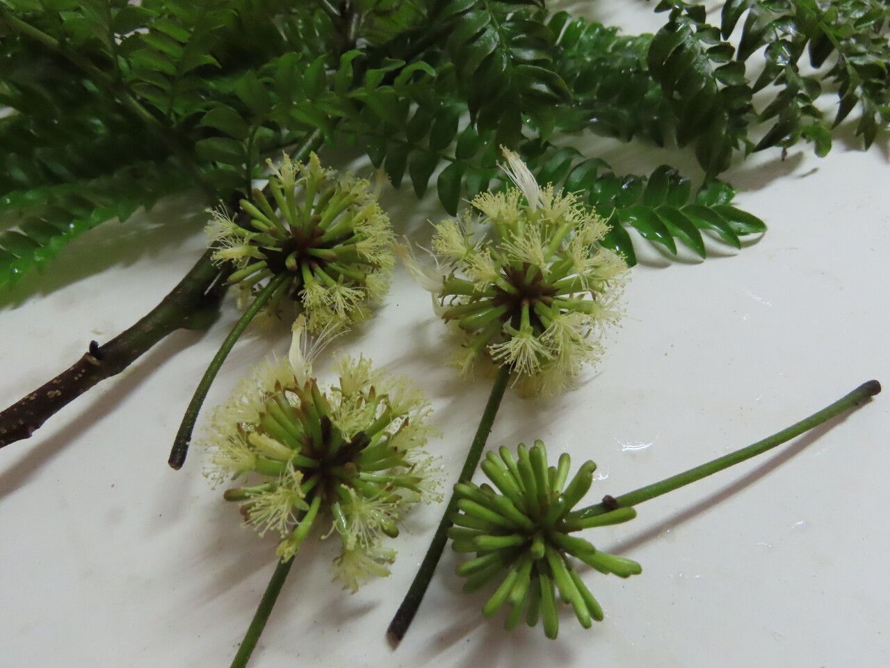 Cojoba costaricensis flower