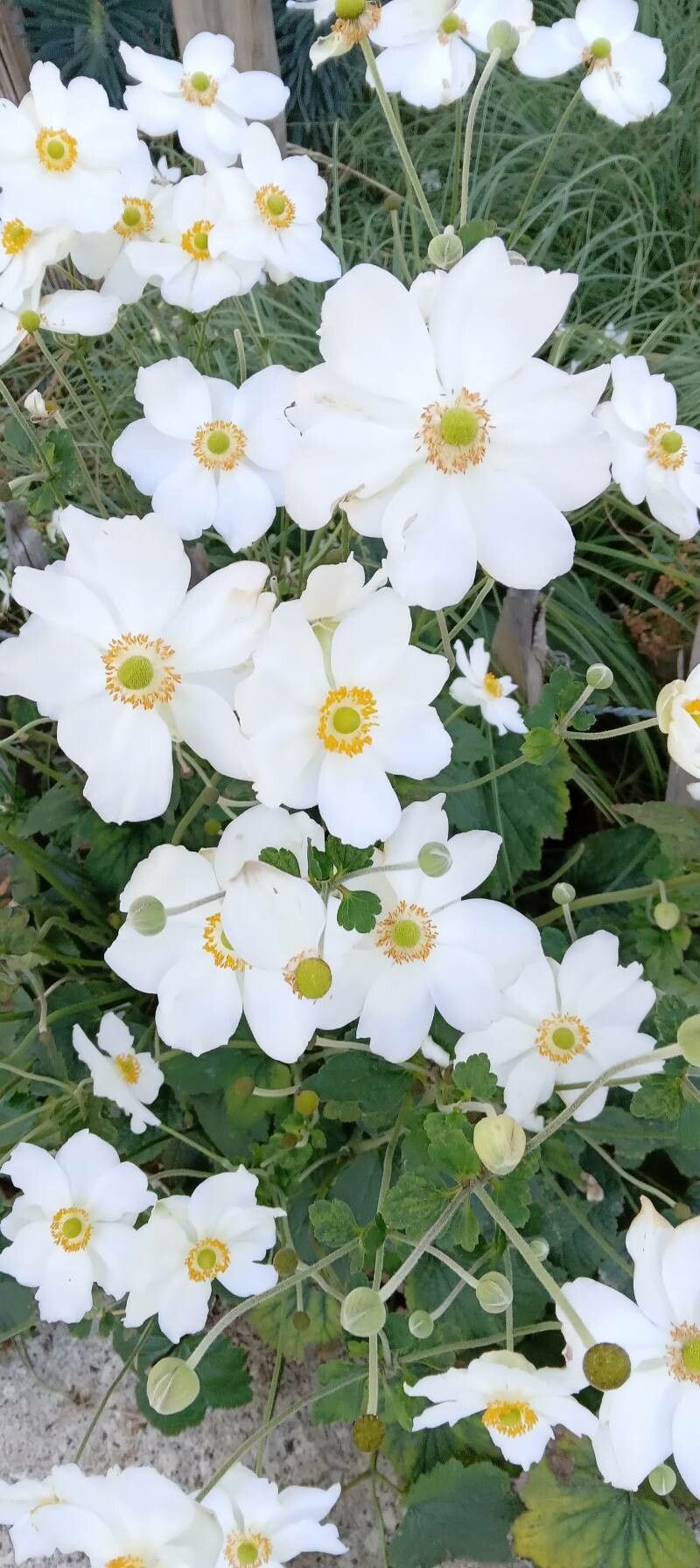Anemone x hybrida flower