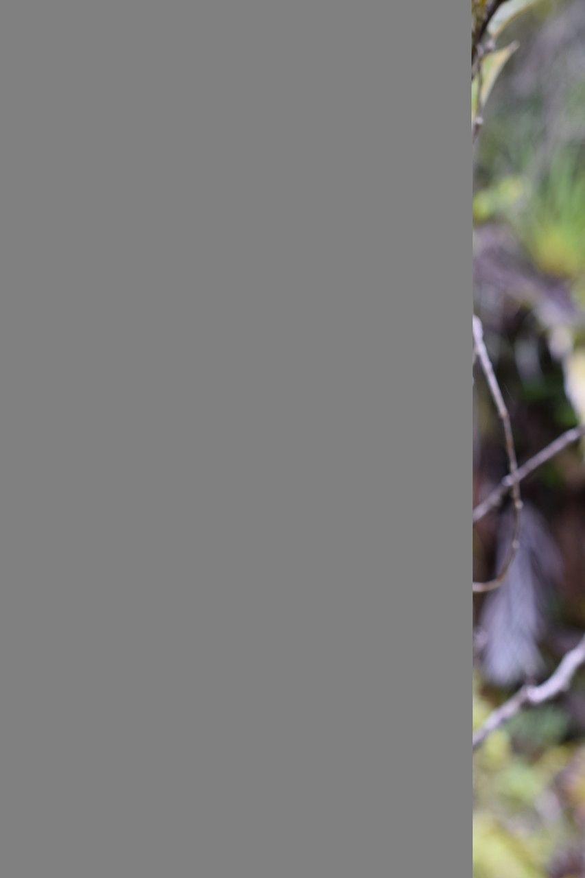 Marsdenia paulforsteri bark