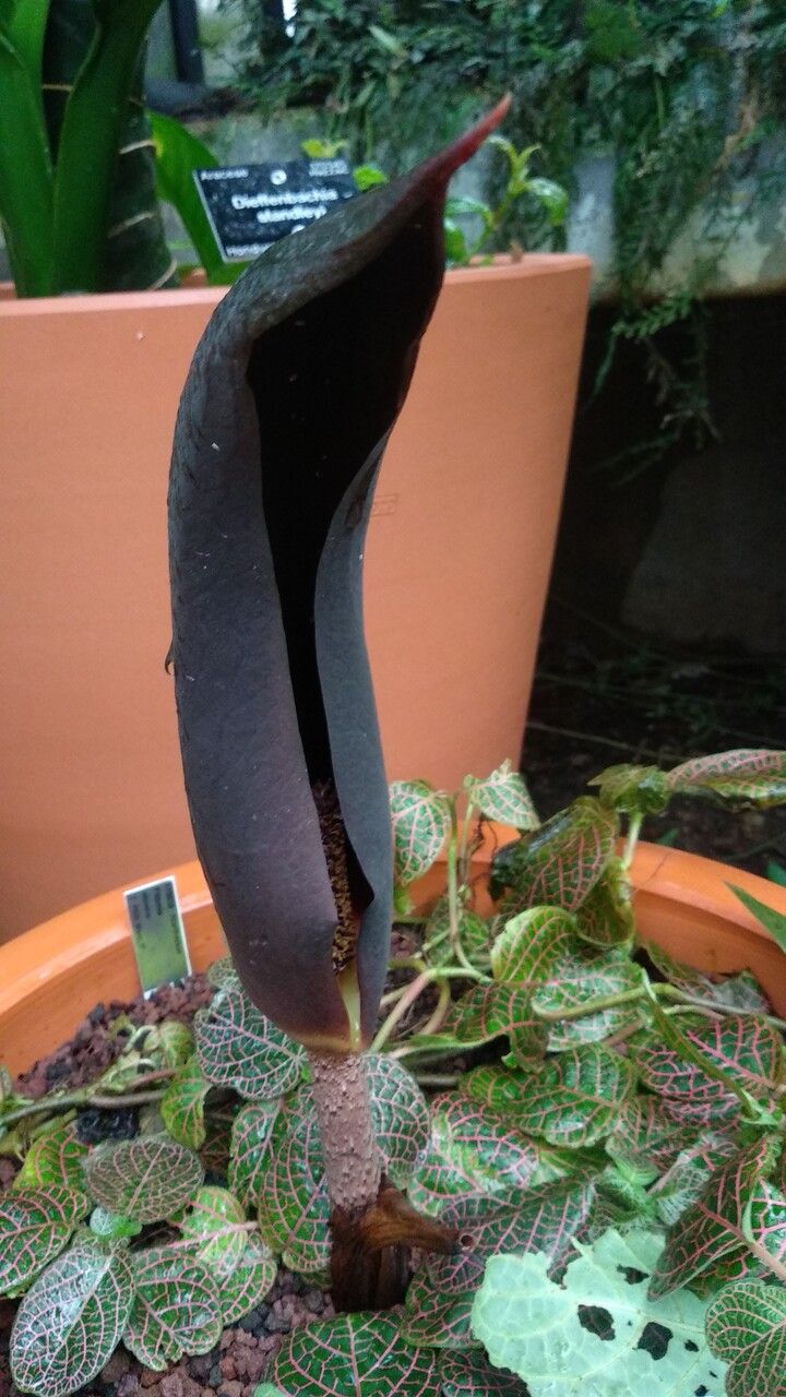 Dracontium prancei flower