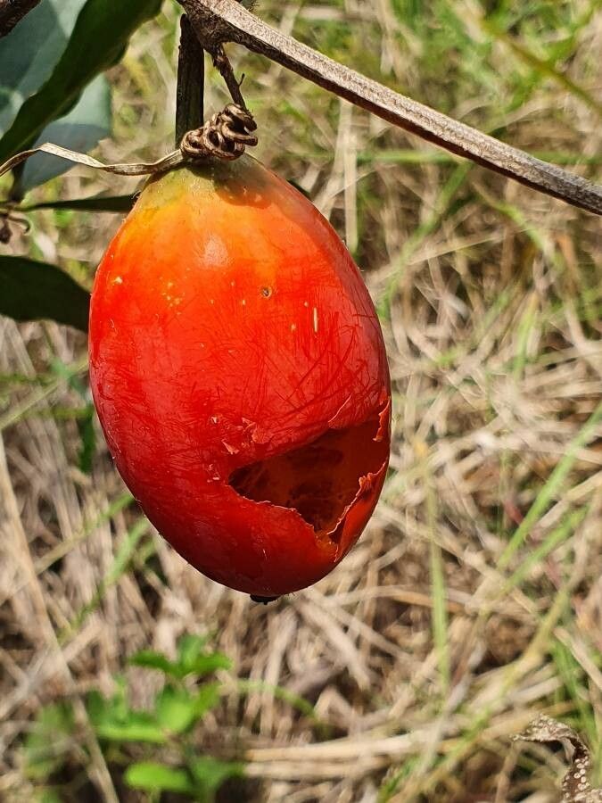 Coccinia trilobata flower