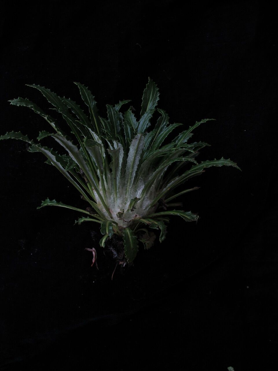 Saussurea topkegolensis habit