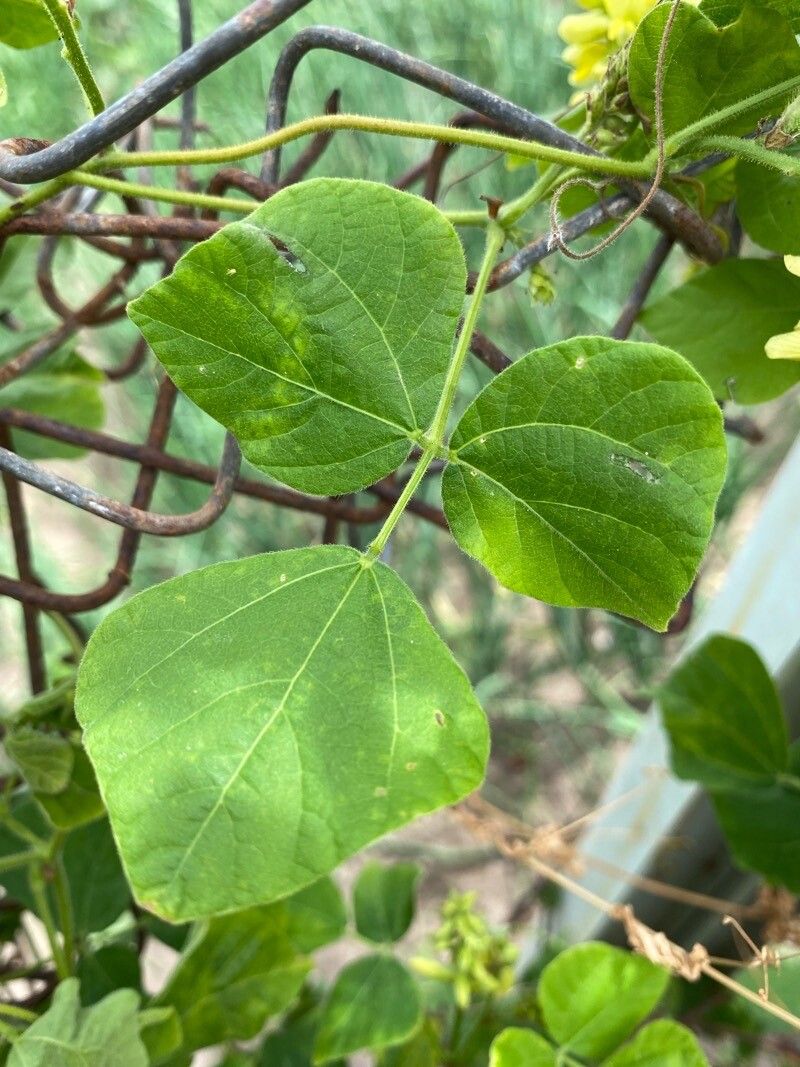 Rhynchosia viscosa — houseplant care guide