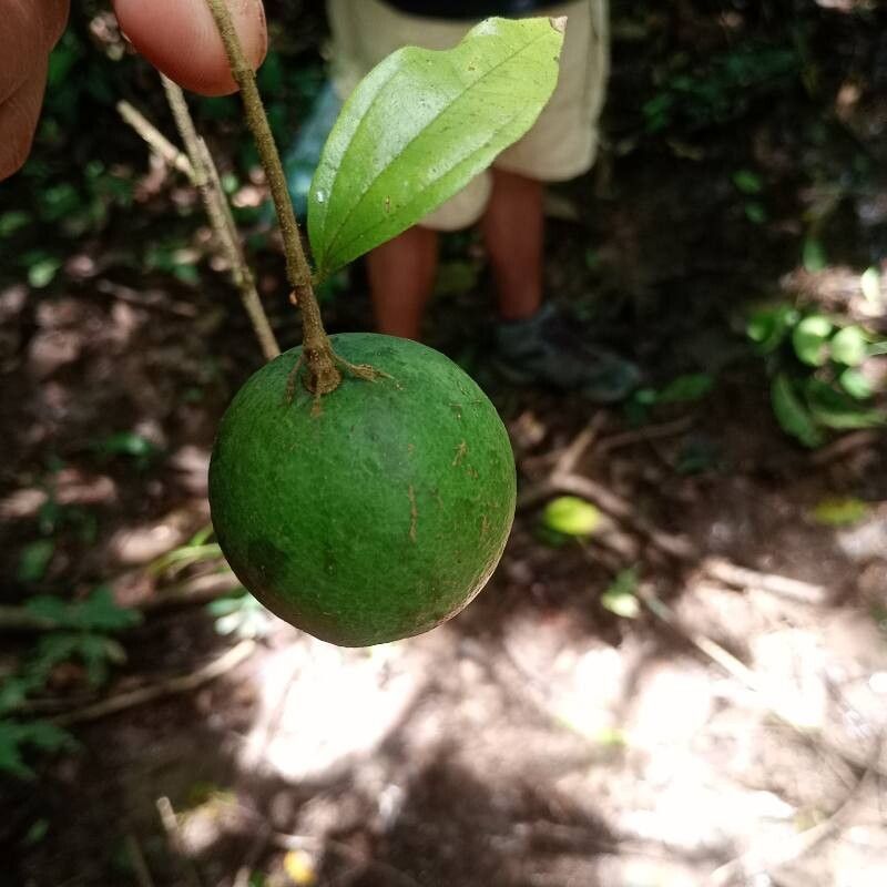 Strychnos panamensis fruit