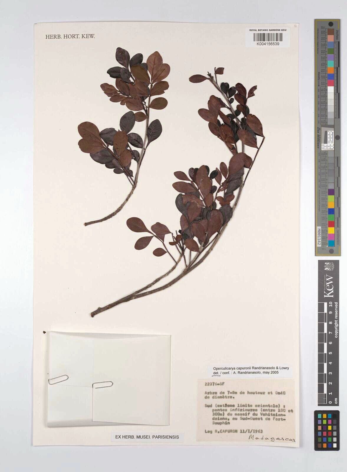 Operculicarya capuronii — related species from the same genus