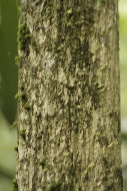 Duguetia surinamensis — houseplant care guide