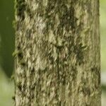 Duguetia surinamensis