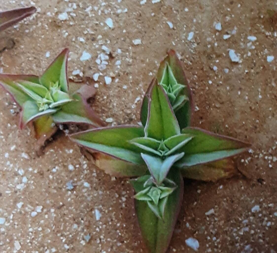 Mesembryanthemum barklyi habit