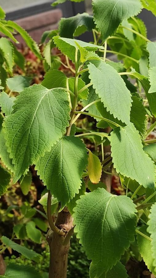 Coleus livingstonei leaf