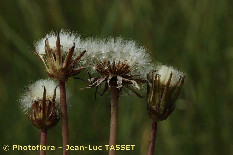 Taraxacum flos-lacus — houseplant care guide