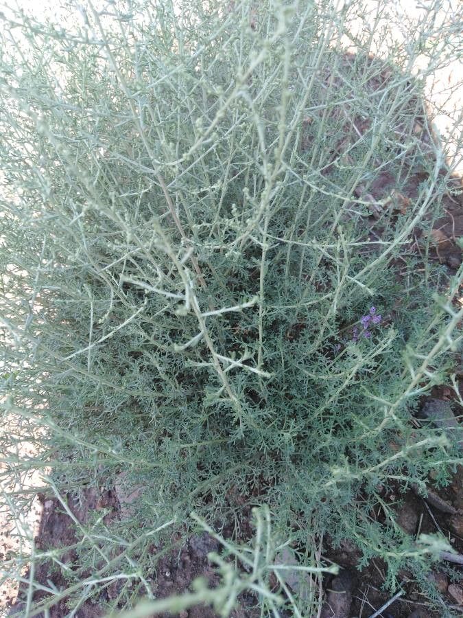 Artemisia barrelieri — search result for 'Artemisia'