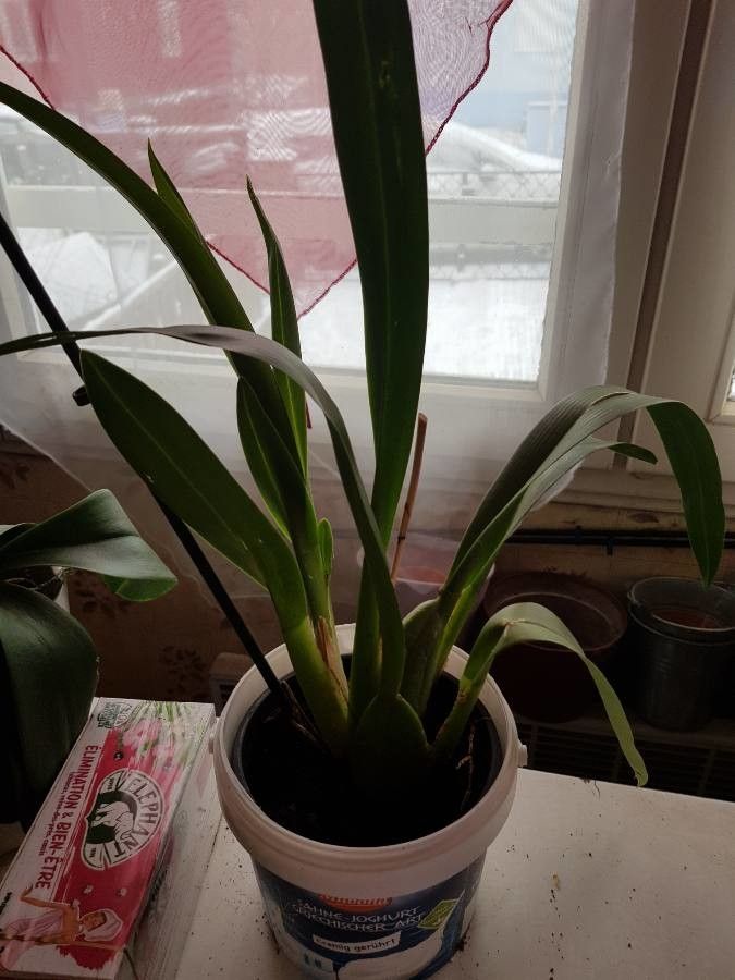 Oncidium leleui flower