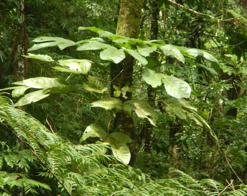 Acropogon austrocaledonicus habit