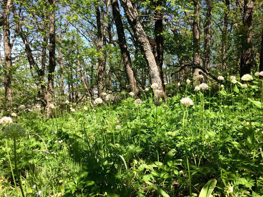 Allium grande flower