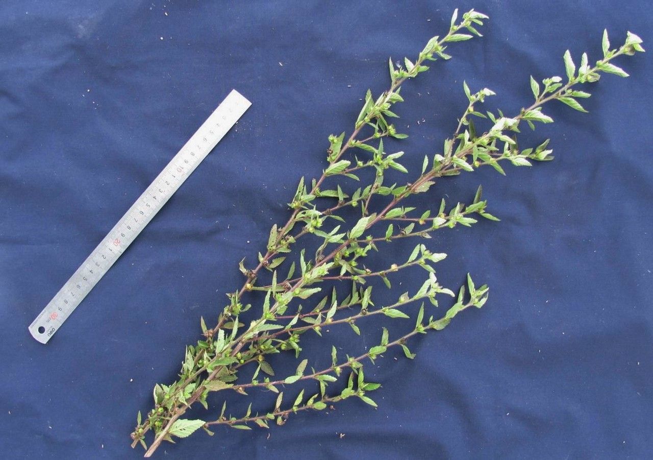 Sida hyssopifolia other