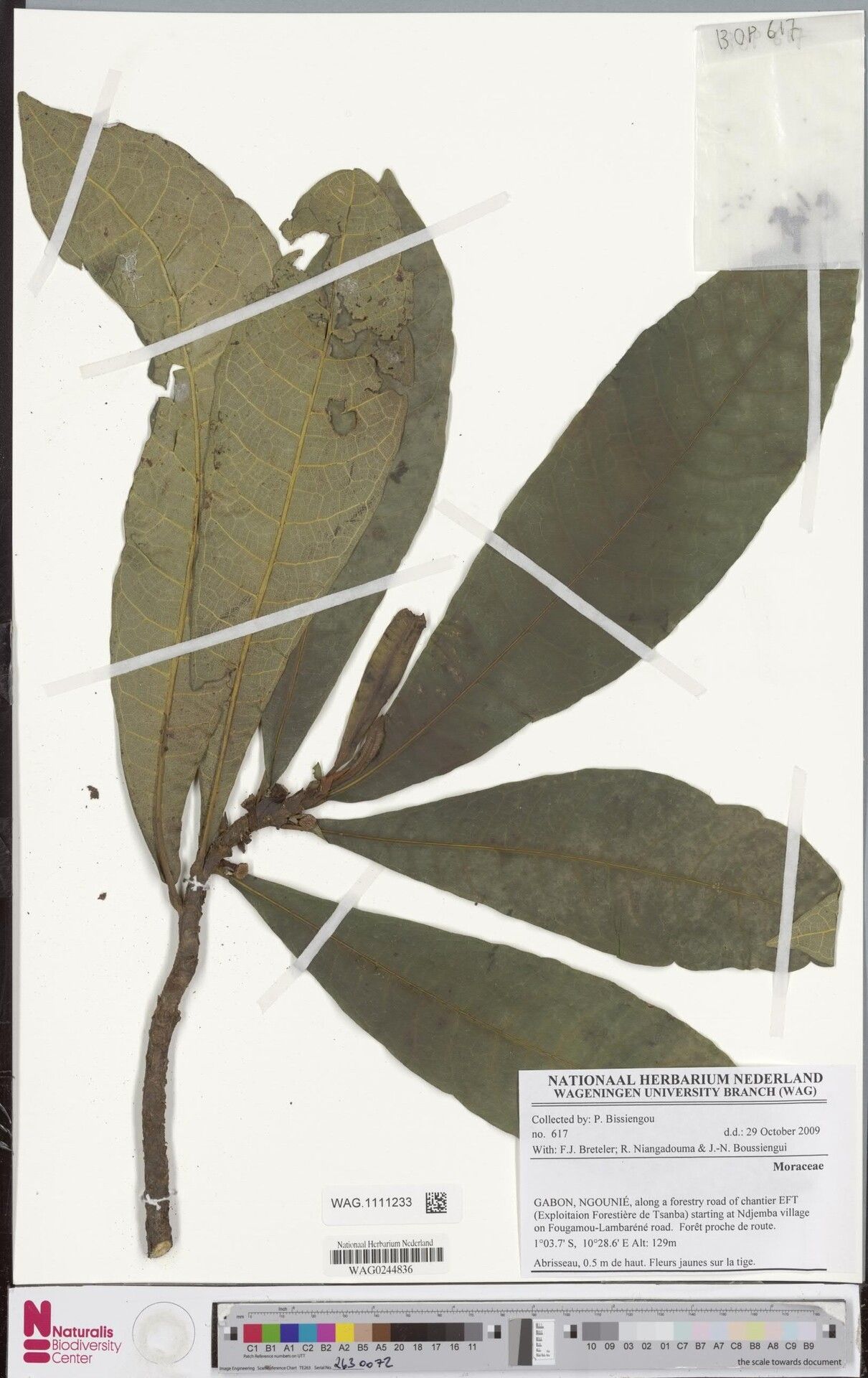 Dorstenia oligogyna — search result for 'Dorstenia'