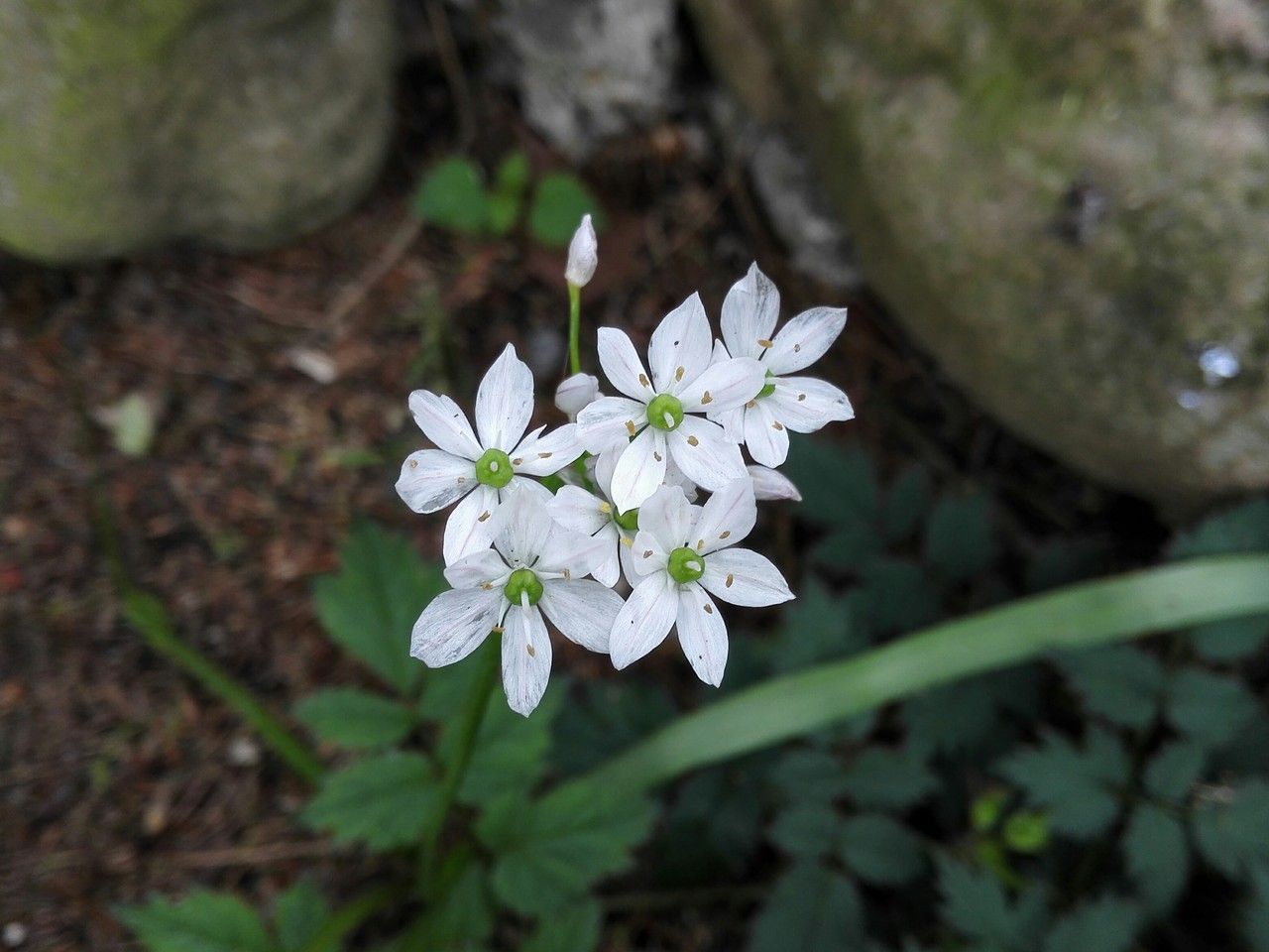 Allium pendulinum flower